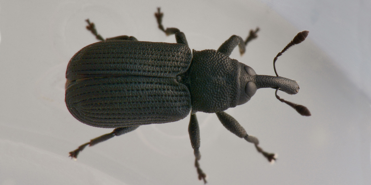 Curculionidae: Magdalis sp?  S, Magdalis cerasi